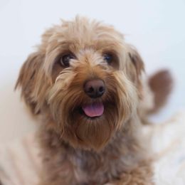 "Dad" Goldendoodle All Grown Up from Oodles of Doodles