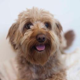 "Dad" Goldendoodle All Grown Up from Oodles of Doodles
