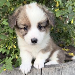Girl 2 - Sable female Pembroke Welsh Corgi puppy in Bakersfield, California from Kern River Corgis