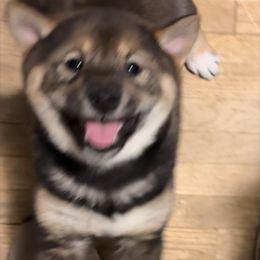 Shiba Inu Puppies from Heart’s Desire Shiba Inus