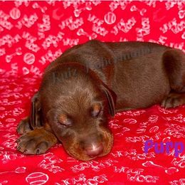 Purple Collar - Red and rust female Doberman Pinscher puppy in Louisville, Kentucky from Ruiz Dobermans