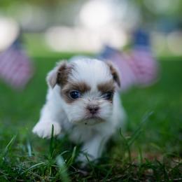 Kestrel - Liver and white male Shih Tzu puppy in Montrose, Colorado from Nana's Happy Pups