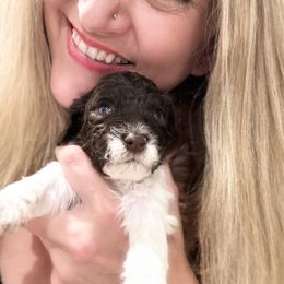 Lagotto Romagnolo Puppies from Anna’s Lagottos