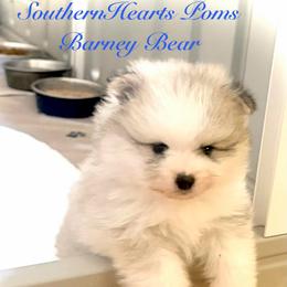 Barney Bear - Blue merle male Pomeranian puppy in Royston, Georgia from SouthernHearts Poms
