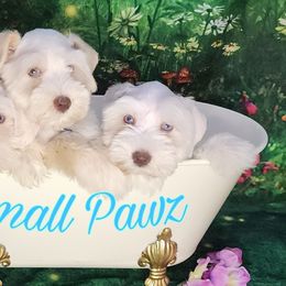 Miniature Schnauzers from Small Pawz Schnauzers