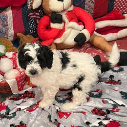 Australian Labradoodle Puppies from Golden Xpress Labradoodles