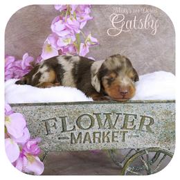 GATSBY - AKC Registered 3300 - Chocolate and tan male Dachshund puppy in Graceville, Florida from Misty's 101 Doxies