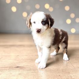 Monroe Fahey - Red merle female Australian Shepherd puppy in Statesville, North Carolina from Charming Australian Shepherds