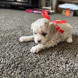 Girl 1 - Cream female Double Doodle puppy in Junction, Utah from Sugar Doodles