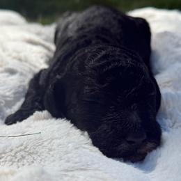 Faith - Black female Poodle puppy in Dayton, Washington from Country Sundance Poodles
