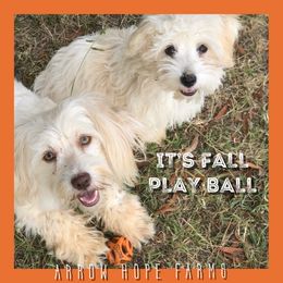 Havanese All Grown Up from Arrow Hope Farms