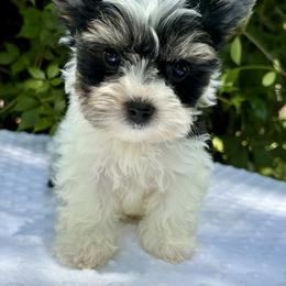 Chandler - Black tan and white male Biewer Terrier puppy in Bunnell, Florida from Royal Biewer and Royal Aussies