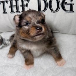 Frost - Blue merle male Pomeranian puppy in Clarksville, Tennessee from Bee Mine Maltipoos and Pomeranians