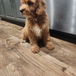 Goldendoodle Puppies from KK's Doodle Bunch