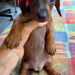Hina - Red female Dachshund puppy in Carrollton, Virginia from Elena's Miniature Dachshunds