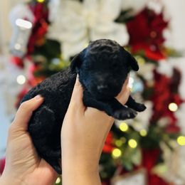 Dolce Gabbana - Black female Bernedoodle puppy in Ohio from Moore Doodles