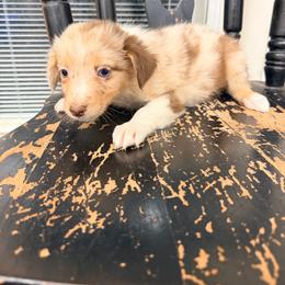 Poppy - Red merle female Australian Shepherd puppy in Cushing, Oklahoma from Little Pastures Australian Shepherds