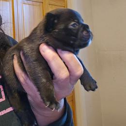 2 - Black and white male French Bulldog puppy in Lansing, Michigan from Black Thunder 517 Dachshunds and frenchies