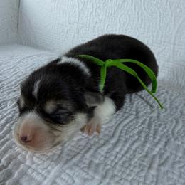 Green Collar Male - Black and tan male Pembroke Welsh Corgi puppy in Victoria, Texas from Clear Creek Corgis