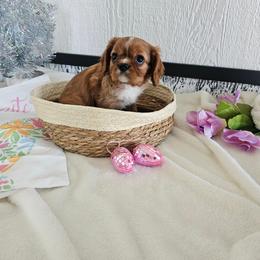Ember - Ruby female Cavalier King Charles Spaniel puppy in Decatur, Illinois from Petite Pups