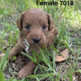 7018 - Red  female Goldendoodle puppy in Arcadia, Florida from KnuDawn Goldendoodles