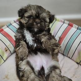 Mocha Bean - Chocolate and tan female Shih Tzu puppy in Kings Mountain, North Carolina from NC Shih Tzus by Tammy
