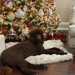 Copper - Poodle