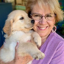 Golden Retriever Puppies from Sims Golden Retrievers