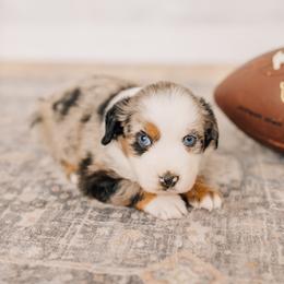 Bronco - Blue merle male Miniature Australian Shepherd puppy in Enoch, Utah from Twisted H Aussies