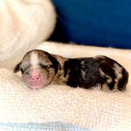 Girl 1 - Blue merle female Bernedoodle puppy in Salt Lake County, Utah from Coco Avenue Pups