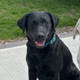 Credence - Labrador Retriever