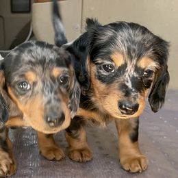 Dachshunds from Darling Dapple (mini) Dachshund