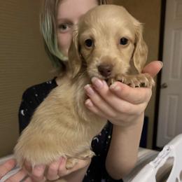 Cream - Cream female Dachshund puppy in Canton, Texas from Bonnie and Clyde Dachshunds