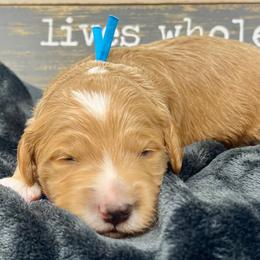 Blue male - Apricot male Goldendoodle puppy in Great Falls, Montana from Montana Goldendoodles