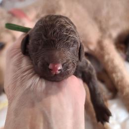 Green collar - Brown male Poodle puppy in Colorado Springs, Colorado from Silly's Standard Poodles
