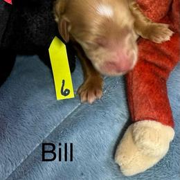 Bill - Red  male Goldendoodle puppy in Golden, Colorado from Golden Mesa Doodles