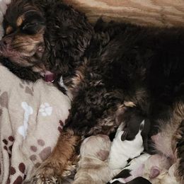 Cockapoos and Cocker Spaniels from Cocker Cottage