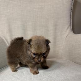 Milo - Chocolate male Pomeranian puppy in Phoenix, Arizona from Luxpomz