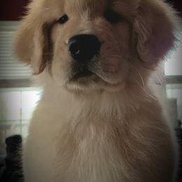Golden Retriever All Grown Up from Bryeridge Goldens