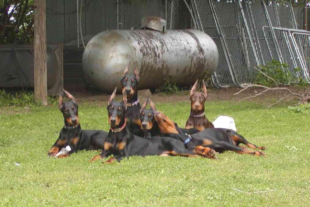 Kansa Dobermans in Kansas Doberman Pinscher puppies Good Dog