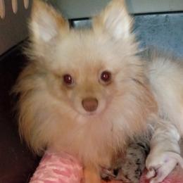 Lollipop - Pomeranian