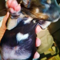 Girl 1 - female Australian Koolie puppy in Sioux Falls, South Dakota from Tenacious Koolies