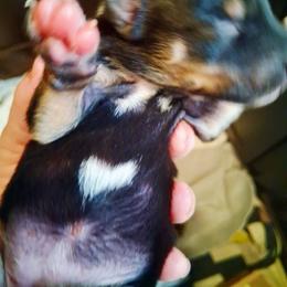 Girl 1 - female Australian Koolie puppy in Sioux Falls, South Dakota from Tenacious Koolies