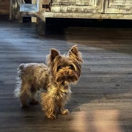 Brother - Yorkshire Terrier