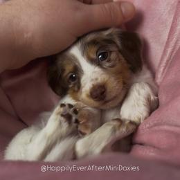 Gracie - Piebald female Dachshund puppy in Robesonia, Pennsylvania from Happily Ever After’s Puppies