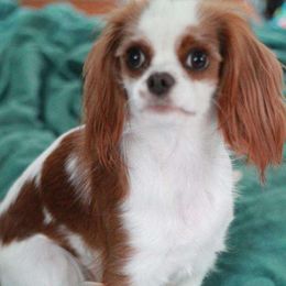 Dahlie - Cavalier King Charles Spaniel