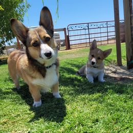 Pembroke Welsh Corgis from Ponderosa Pembrokes