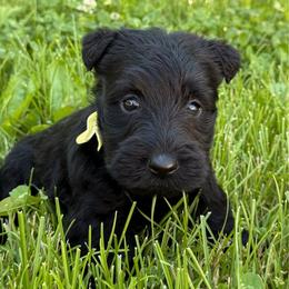 Sunshine - Black female Scottish Terrier puppy in Mount Joy, Pennsylvania from K&M Kennel