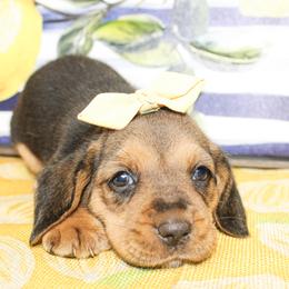 Dottie - Black tan and white female Basset Hound puppy in Antlers, Oklahoma from Rocking H