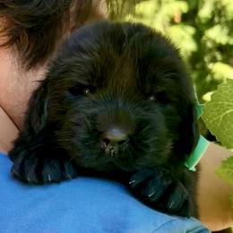 Newfoundland Puppies from Black Lions Newfoundlands